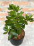 Imagem do Crassula Cachepô Due Preto M