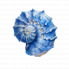 Concha Azul Qd - comprar online