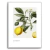 Quadro limão - Inspira Decore