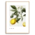 Quadro limão - loja online