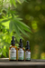Aceite Capilar Con CBD - Nutrición Hasta Las Puntas en internet