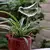 Irrigador de plantas de vidro - comprar online