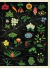 BOTANICUM - ANTÚ Librería de Familias