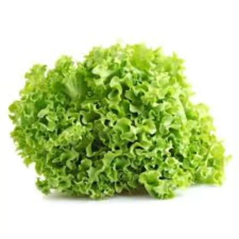 ALFACE CRESPA VERDE - unidade