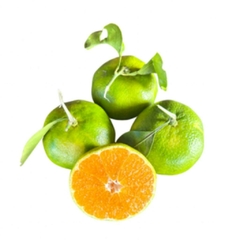 BERGAMOTA JAPONESA - Kg - comprar online