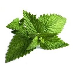 HORTELÃ MENTA - molho