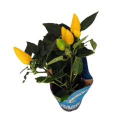 PIMENTA ORNAMENTAL AMARELA - comprar online