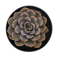 MUDAS SUCULENTAS REF. 03 - comprar online