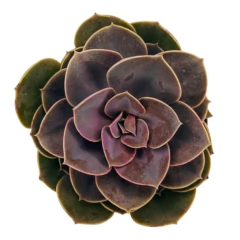 MUDAS SUCULENTAS REF. 07 - comprar online