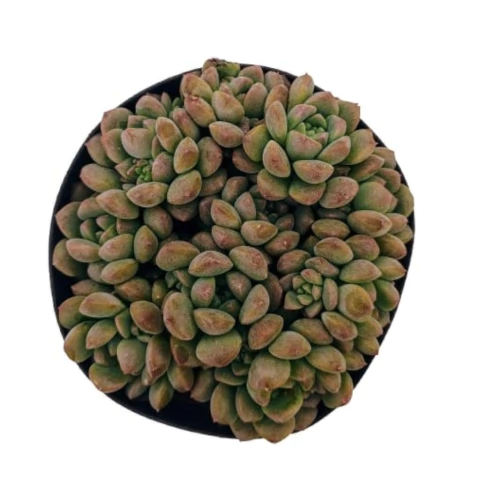 MUDAS SUCULENTAS REF. 08 - comprar online