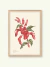 Flor del Ceibo - comprar online