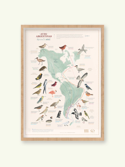 Migración de aves argentinas - comprar online