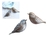 Pajarito Doble