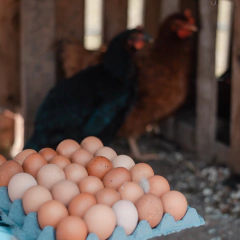 Huevos De Gallina Pastoril GRANDES Huevos Cosmicos MAPLE (30 unidades) -SOLO RETIROS en internet