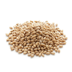 Trigo Orgánico Campo Claro (Ideal WheatGrass o Jugos Verdes) - comprar online