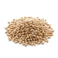 Trigo Integral Orgánico Ideal Para WheatGrass o Jugos Verdes (A Granel) Campo Claro - comprar online