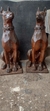 Estatueta de Cachorro Doberman Rustico em Ferro Fundido na internet