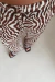 Pantalon Fresia - comprar online
