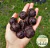 CHOCOLATE DE MESA - 100%cacao sin dulce adicionado - Bolitas CLAVOS Y CANELA 250GR en internet