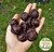 CHOCOLATE DE MESA - 100% cacao sin dulce adicionado - Bolitas 250GR en internet