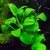 Anubias barteri var. nana