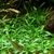 Cryptocoryne Parva