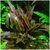 Cryptocoryne walkeri