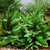 Cryptocoryne wendtii 'Green'
