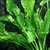 Echinodorus berteroi (Amazonense folha larga)