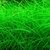 Eleocharis minima - comprar online