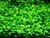 Glossostigma elatinoides
