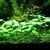 Hydrocotyle verticillata - comprar online