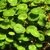 Hydrocotyle verticillata