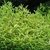 Rotala repens