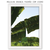 quadro folhagem verde, bananeira, folha de bananeira, fotografia