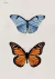 Quadro - Borboleta 1 - comprar online