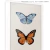 Quadro - Borboleta 1 - comprar online