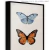 Quadro - Borboleta 1