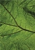 Quadro - Folhagem 3 - comprar online