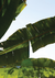 Quadro - Bananeira - comprar online