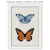 Quadro - Borboleta 1 - GALERIA DE ARTES GINA - CASA DA GINA