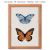 Quadro - Borboleta 1 - loja online