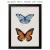 Quadro - Borboleta 1 na internet