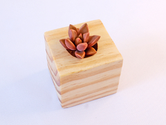 Trio Vaso de Suculentas Pinus