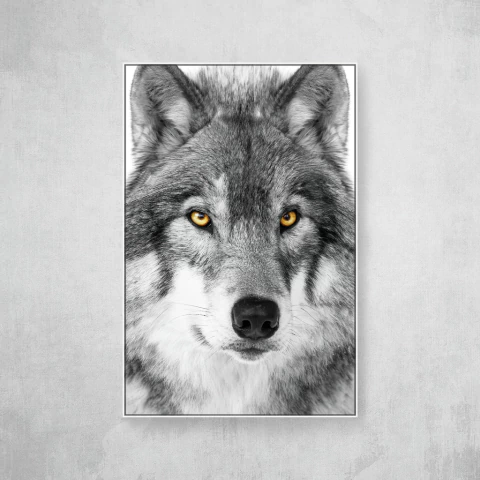 Lobo