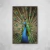 Peacock - O2 Arts Quadros Personalizados