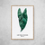 Alocasia Longiloba - Alocasia na internet