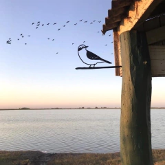 Pájaros Argentinos - Benteveo - comprar online
