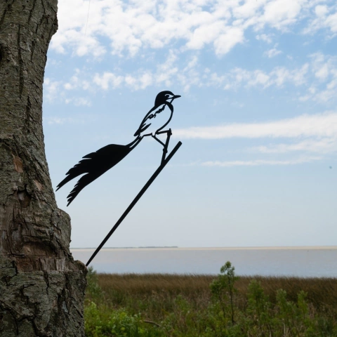 Pájaros Argentinos - Yetapá de collar