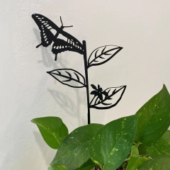 Mariposas Argentinas - Limonera